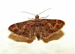 Gymnoscelis rufifasciata / Rotgebnderter Bltenspanner / Nachtfalter - Spanner - Geometridae - Larentiinae