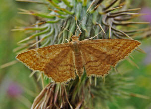 Idaea ochrata / Ockergelber Steppenheiden-Zwergspanner / Spanner - Geometridae - Sterrhinae