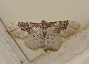 Idaea rusticata / Sdlicher Zwergspanner / Nachtfalter - Spanner - Geometridae - Sterrhinae 