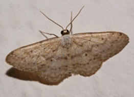 Idaea seriata / Grauer Zwergspanner / Spanner - Geometridae - Sterrhinae