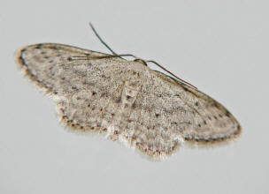 Idaea seriata / Grauer Zwergspanner / Spanner - Geometridae - Sterrhinae