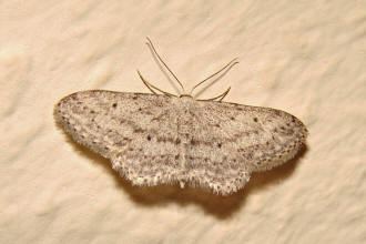 Idaea seriata / Grauer Zwergspanner / Spanner - Geometridae - Sterrhinae