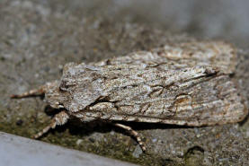 Lithophane ornitopus / Hellgraue Holzeule / Nachtfalter - Eulenfalter - Noctuidae - Xyleninae