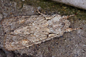 Lithophane ornitopus / Hellgraue Holzeule / Nachtfalter - Eulenfalter - Noctuidae - Xyleninae