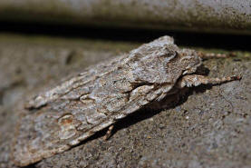 Lithophane ornitopus / Hellgraue Holzeule / Nachtfalter - Eulenfalter - Noctuidae - Xyleninae