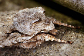 Lithophane ornitopus / Hellgraue Holzeule / Nachtfalter - Eulenfalter - Noctuidae - Xyleninae