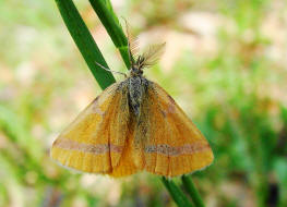  Lythria cruentaria / Ampfer-Purpurspanner (oder Lythria purpuraria?) / Nachtfalter - Spanner - Geometridae - Larentiinae