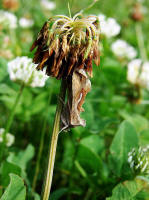 Macdunnoughia confusa / Schafgarben-Silbereule / Nachtfalter - Eulenfalter - Noctuidae - Plusiinae