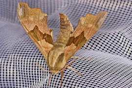 Mimas tiliae / Lindenschwrmer / Nachtfalter - Schwrmer - Sphingidae - Smerinthinae