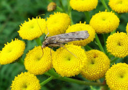 Nomophila noctuella / Wanderznsler / Znsler - Pyralidae - Pyraustinae