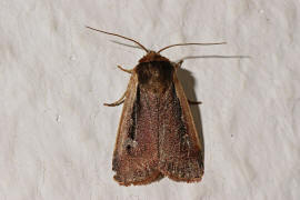 Ochropleura plecta / Hellrandige Erdeule / Violettbraune Erdeule / Eulenfalter - Noctuidae