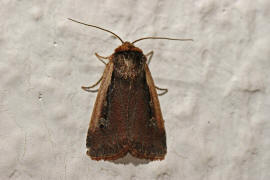 Ochropleura plecta / Hellrandige Erdeule / Violettbraune Erdeule / Eulenfalter - Noctuidae