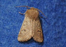 Orthosia cruda / Kleine Ktzcheneule / Nachtfalter - Eulenfalter - Noctuidae - Hadeninae