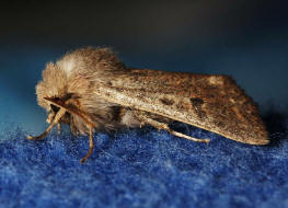 Orthosia cruda / Kleine Ktzcheneule / Nachtfalter - Eulenfalter - Noctuidae - Hadeninae