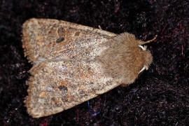 Orthosia cruda / Kleine Ktzcheneule / Nachtfalter - Eulenfalter - Noctuidae - Hadeninae