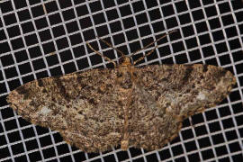 Parectropis similaria / Weifleck-Rindenspanner / Nachtfalter - Spanner - Geometridae - Ennominae