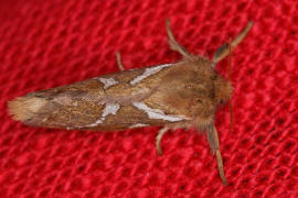 Korscheltellus lupulina / Kleiner Hopfen-Wurzelbohrer (syn. Pharmacis lupulinus) / Nachtfalter - Wurzelbohrer - Hepialidae