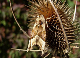 Phlogophora meticulosa / Achateule / Nachtfalter - Eulenfalter - Noctuidae - Hadeninae