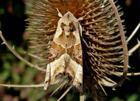 Phlogophora meticulosa / Achateule / Nachtfalter - Eulenfalter - Noctuidae - Hadeninae