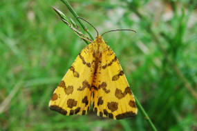 Pseudopanthera macularia / Pantherspanner / Nachtfalter - Spanner - Geometridae - Ennominae