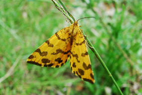 Pseudopanthera macularia / Pantherspanner / Nachtfalter - Spanner - Geometridae - Ennominae