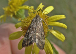 Pyrausta despicata / Olivbrauner Znsler / Nachtfalter - Znsler - Pyralidae - Pyraustinae