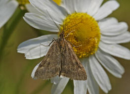 Pyrausta despicata / Olivbrauner Znsler / Nachtfalter - Znsler - Pyralidae - Pyraustinae