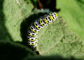 Cucullia (=Shargacucullia) / Knigskerzen-Mnch / Nachtfalter - Eulenfalter - Noctuidae - Cuculliinae