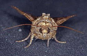 Sideridis reticulata (syn. Heliophobus reticulatus) / Netzeule / Haldenflur-Nelkeneule / Nachtfalter - Eulenfalter - Noctuidae - Hadeninae