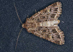 Sideridis reticulata (syn. Heliophobus reticulatus) / Netzeule / Haldenflur-Nelkeneule / Nachtfalter - Eulenfalter - Noctuidae - Hadeninae