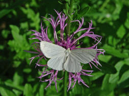 Siona lineata / Hartheu-Spanner / Nachtfalter - Spanner - Geometridae - Ennominae