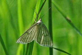 Siona lineata / Hartheu-Spanner / Nachtfalter - Spanner - Geometridae - Ennominae