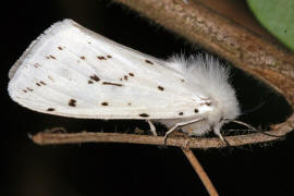 Spilosoma lubricipeda / Breitflgeliger Fleckleibbr / Nachtfalter - Eulenfalter - Noctuidae - Brenspinner - Arctiinae