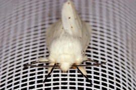 Spilosoma lubricipeda / Breitflgeliger Fleckleibbr / Nachtfalter - Eulenfalter - Noctuidae - Brenspinner - Arctiinae