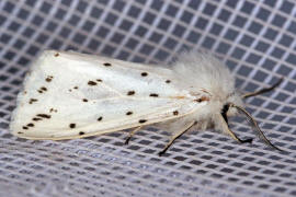 Spilosoma lubricipeda / Breitflgeliger Fleckleibbr / Nachtfalter - Eulenfalter - Noctuidae - Brenspinner - Arctiinae