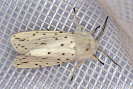 Spilosoma lubricipeda / Breitflgeliger Fleckleibbr / Nachtfalter - Eulenfalter - Noctuidae - Brenspinner - Arctiinae