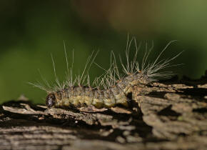 Thaumetopoea processionea / Eichenprozessionsspinner (Raupe) / Zahnspinner - Notodontidae