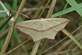 Timandra comae / Ampfer-Spanner / Ampferspanner / Nachtfalter - Spanner - Geometridae - Sterrhinae