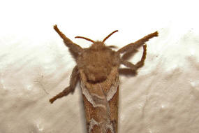 Triodia sylvina / Ampfer-Wurzelbohrer / Nachtfalter - Wurzelbohrer - Hepialidae