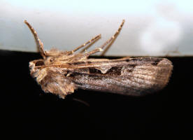 Xestia c-nigrum / Schwarzes C / Nachtfalter - Eulenfalter - Noctuidae - Hadeninae