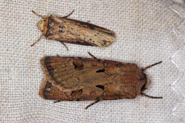 Grenvergleich Agrotis exclamationis (unten) mit Axylia putris (oben)