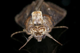 Abrostola triplasia / Dunkelgraue Nessel-Hckereule / Nachtfalter - Eulenfalter - Noctuidae - Plusiinae