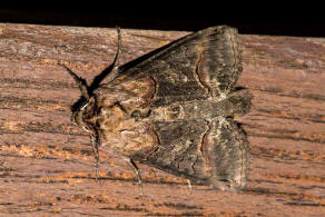 Abrostola triplasia / Dunkelgraue Nessel-Hckereule / Nachtfalter - Eulenfalter - Noctuidae - Plusiinae