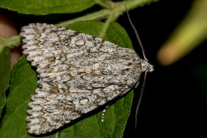 Acronicta aceris / Ahorn-Rindeneule / Nachtfalter - Eulenfalter - Noctuidae - Acronictinae