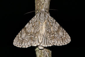 Acronicta aceris / Ahorn-Rindeneule / Nachtfalter - Eulenfalter - Noctuidae - Acronictinae