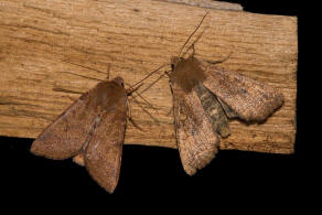 Agrochola helvola und Sunira circellaris / Rtliche Herbsteule / Nachtfalter - Eulenfalter - Noctuidae - Xyleninae