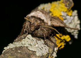 Agrotis cinerea / Aschgraue Erdeule / Nachtfalter - Eulenfalter - Noctuidae - Noctuinae