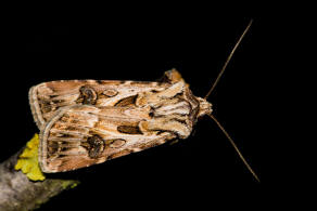 Agrotis vestigialis / Kiefernsaateule / Nachtfalter - Eulenfalter - Noctuidae - Noctuinae