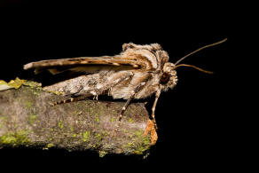 Agrotis vestigialis / Kiefernsaateule / Nachtfalter - Eulenfalter - Noctuidae - Noctuinae