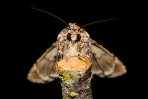 Agrotis vestigialis / Kiefernsaateule / Nachtfalter - Eulenfalter - Noctuidae - Noctuinae